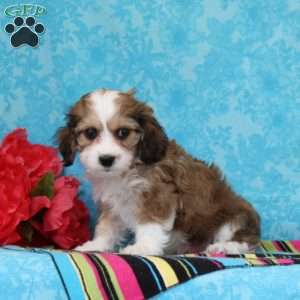 Sapphire, Cavachon Puppy